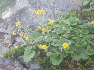 columbia-simpson-sanctuary-rain-set-kidsのアイキャッチ：高山植物黄色い花